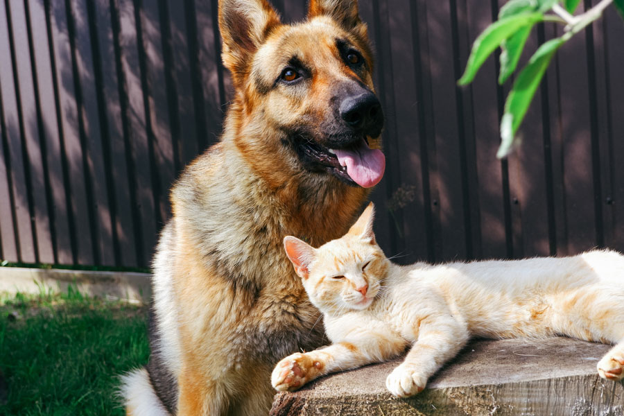 Dog and Cat Fenced In