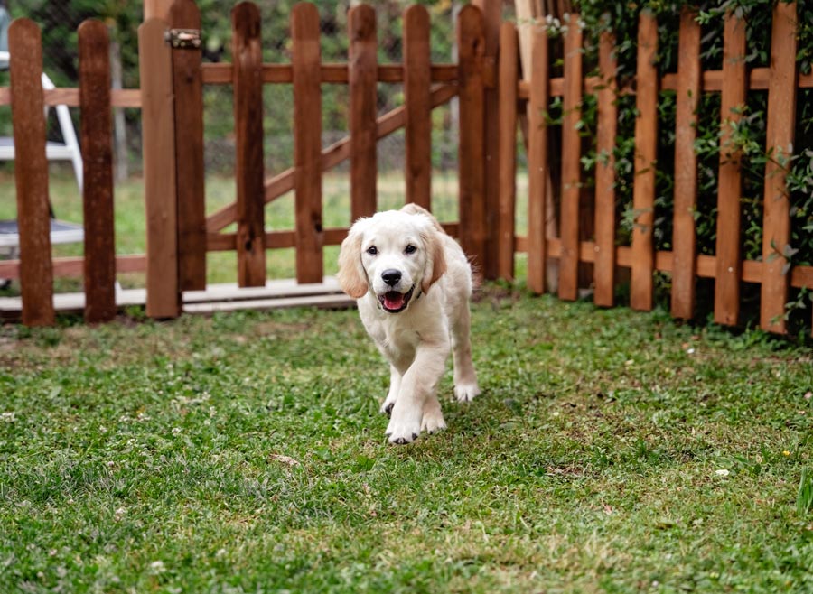 Happy Pup Fenced in